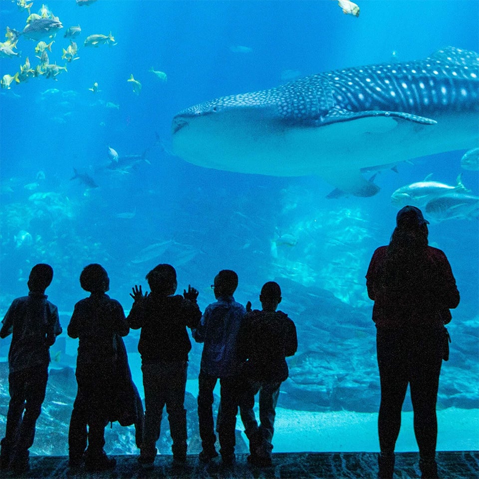 THE Show Speaker Profile Pictures (Aquarium v1)