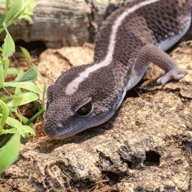 african gecko